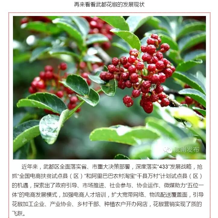 5.28億！一場(chǎng)盛會(huì)，武都花椒“火”了